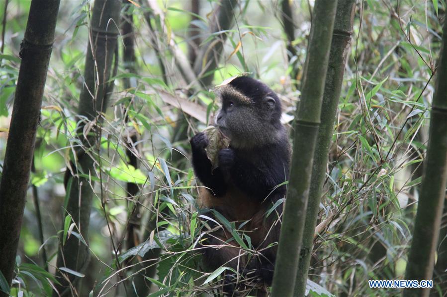 RWANDA-VOLCANOES NATIONAL PARK-GOLDEN MONKEY