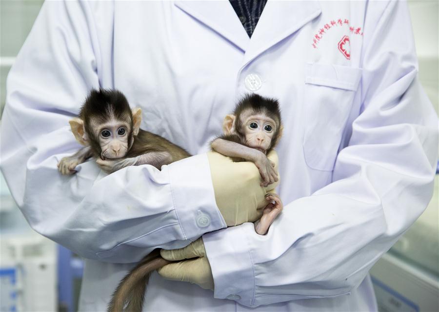 CHINA-BEIJING-CLONED MACAQUES-SUCCESS (CN)