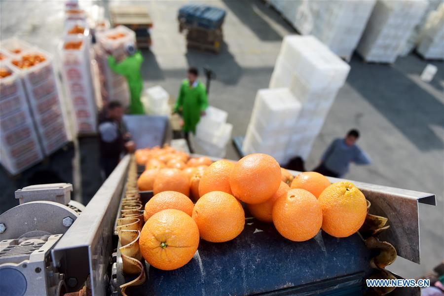 EGYPT-BEHEIRA-CITRUS-EXPORTER-CHINA