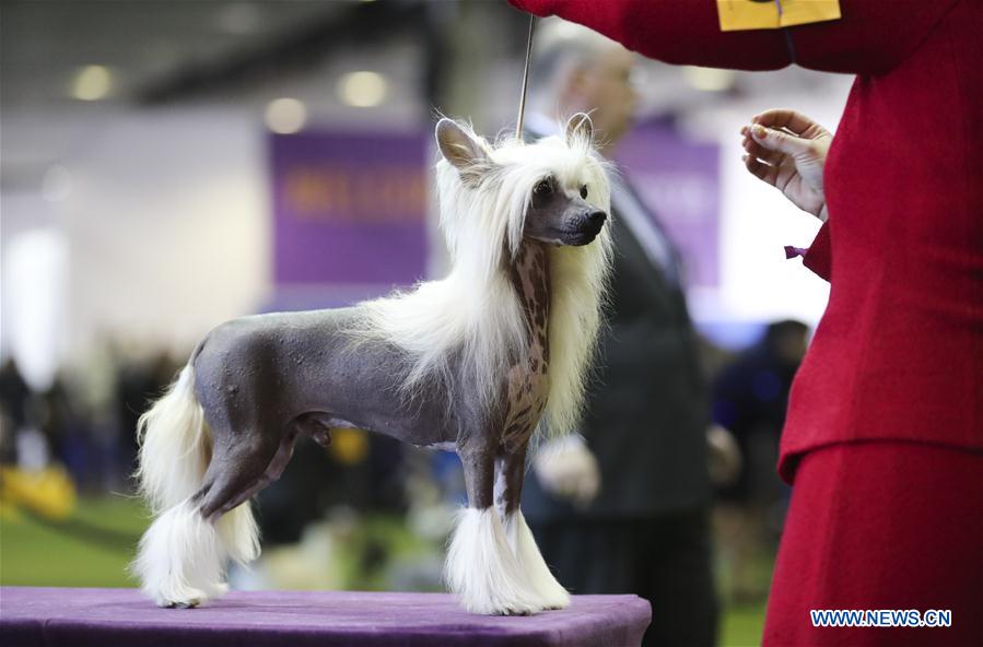 U.S.-NEW YORK-DOG SHOW