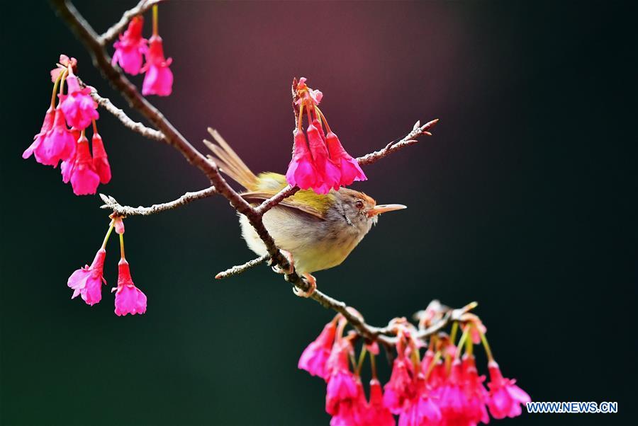 CHINA-FUZHOU-BIRDS-FLOWER (CN)