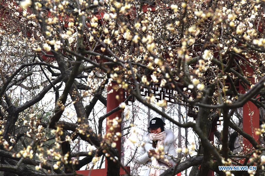 CHINA-WUHAN-WINTERSWEET FLOWERS (CN)