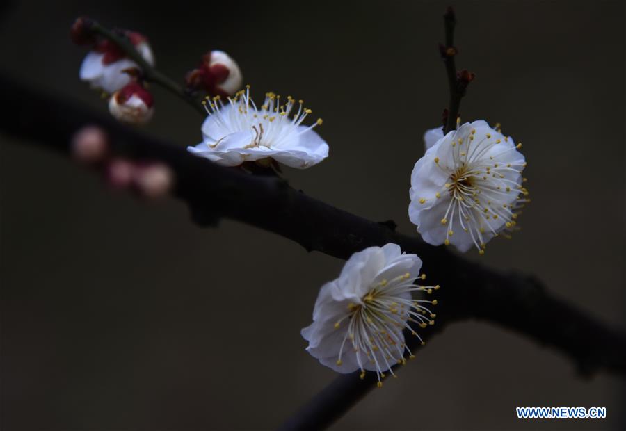 CHINA-WUHAN-WINTERSWEET FLOWERS (CN)