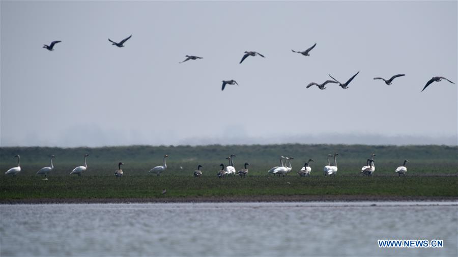 CHINA-HUNAN-EAST DONGTING LAKE-MIGRANT BIRDS (CN)