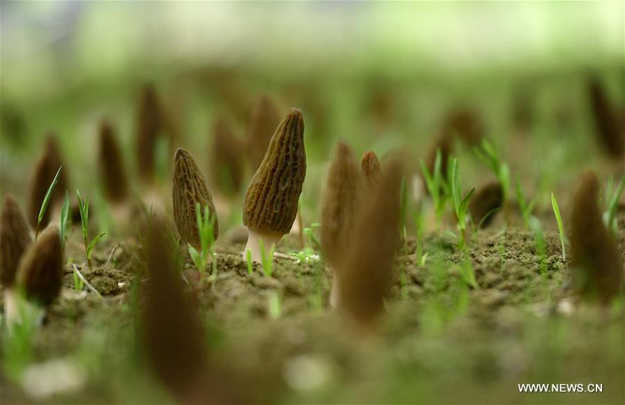 #CHINA-HUBEI-MOREL MUSHROOM-HARVEST (CN)