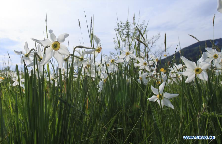 SWITZERLAND-MONTREUX-NARCISSI-BLOOM