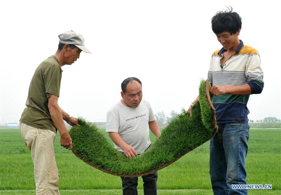 CHINA-HEBEI-CANGZHOU-RURAL ENTREPRENEUR STORY (CN)