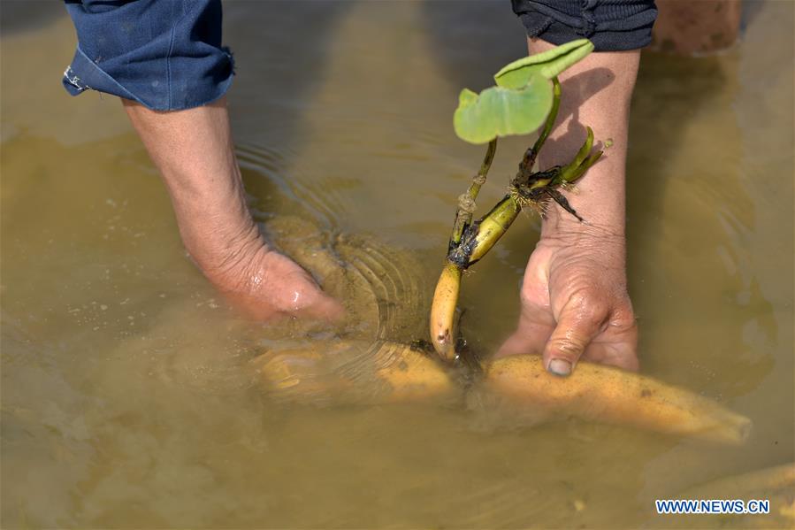 CHINA-HEBEI-FARM WORK (CN)