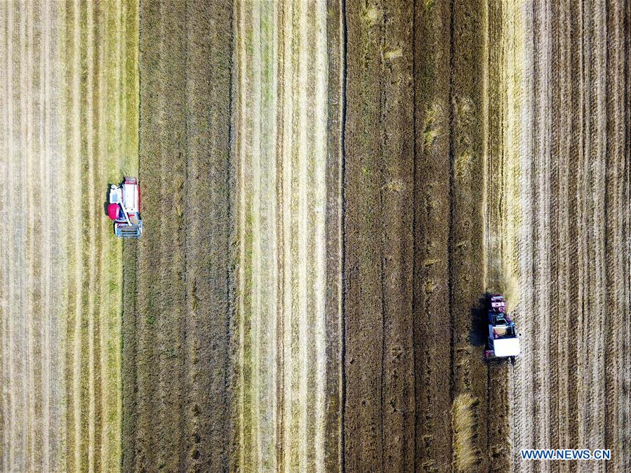 #CHINA-SUMMER-FARM WORK (CN)