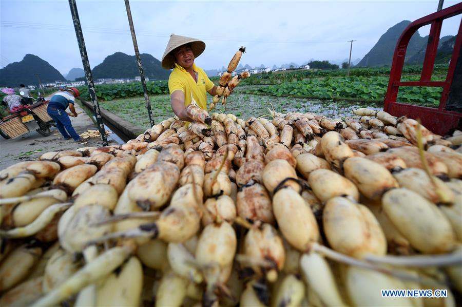 #CHINA-GUANGXI-AGRICULTURE-LOTUS ROOT-HARVEST (CN)