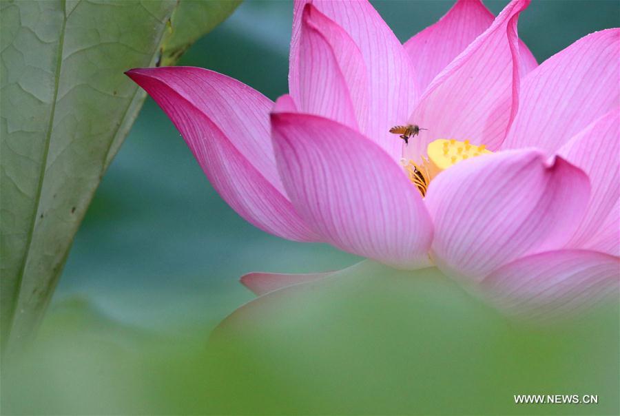 #CHINA-HUNAN-NATURE-LOTUS (CN)