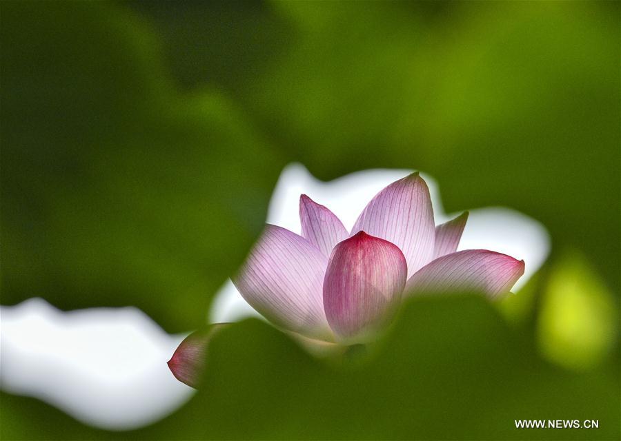 #CHINA-SHANDONG-LOTUS FLOWER (CN)