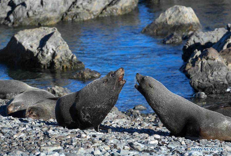 NEW ZEALAND-WELLINGTON-NEW ZEALAND FUR SEALS