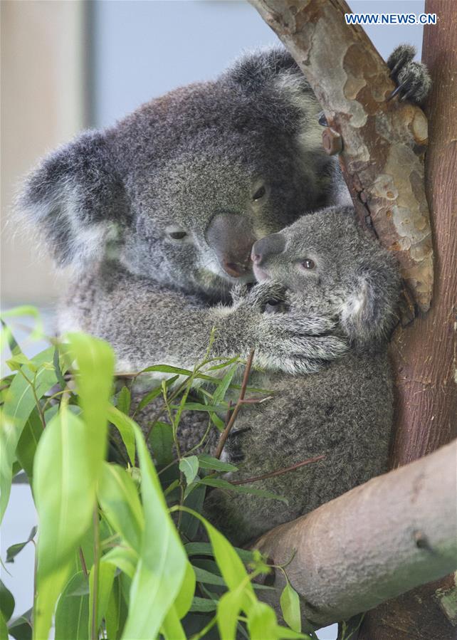 #CHINA-NANJING-ZOO-KOALA (CN)