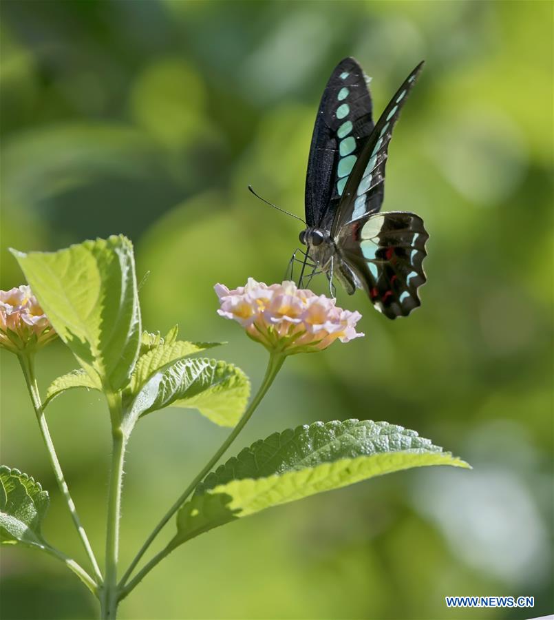 CHINA-FUZHOU-BUTTERFLY-FLOWER(CN)