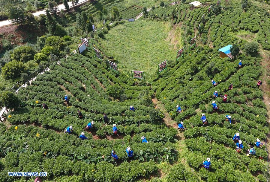 CHINA-GUANGXI-TEA-HARVEST (CN)