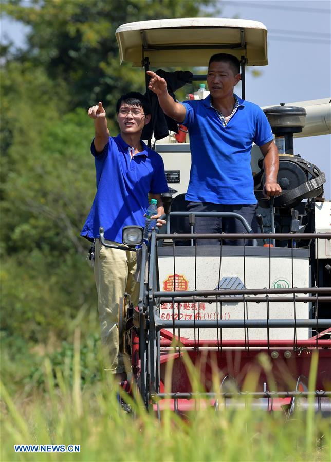 CHINA-JIANGXI-RICE-HARVEST (CN)