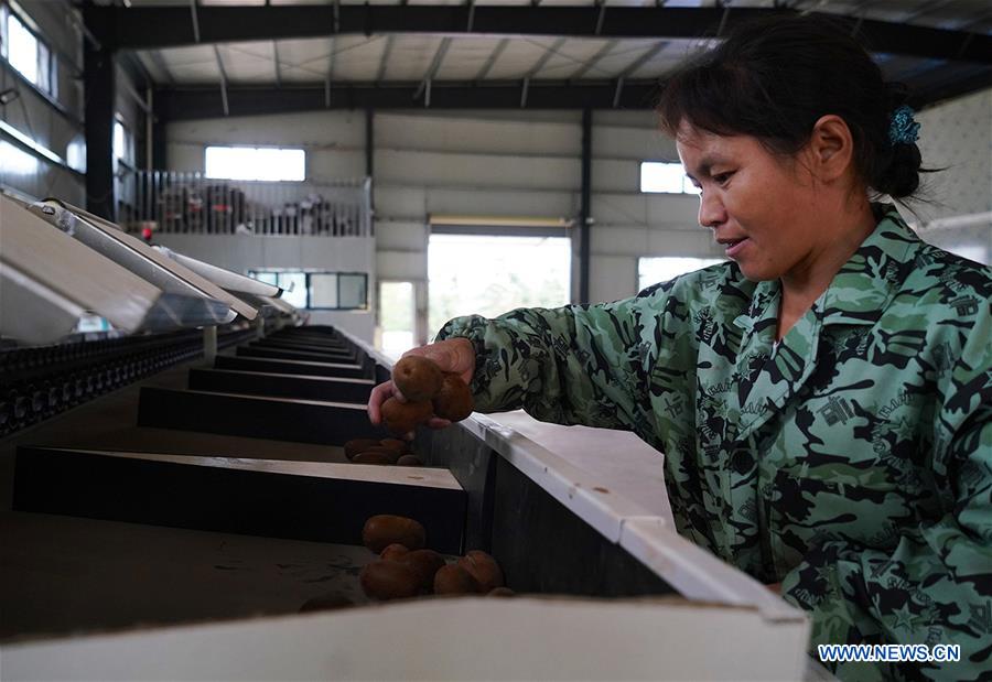 CHINA-JIANGXI-KIWI FRUIT-PLANTING (CN)