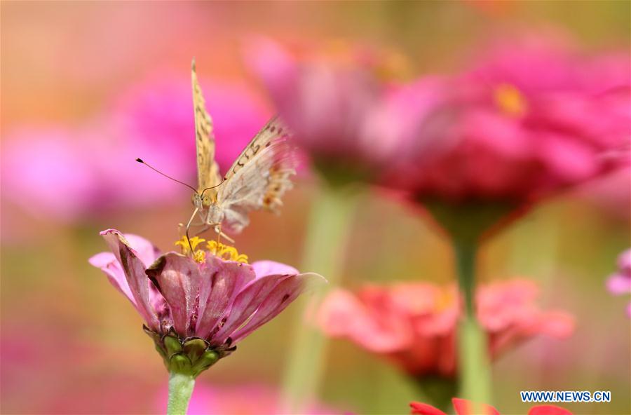 #CHINA-AUTUMN-FLOWERS(CN)