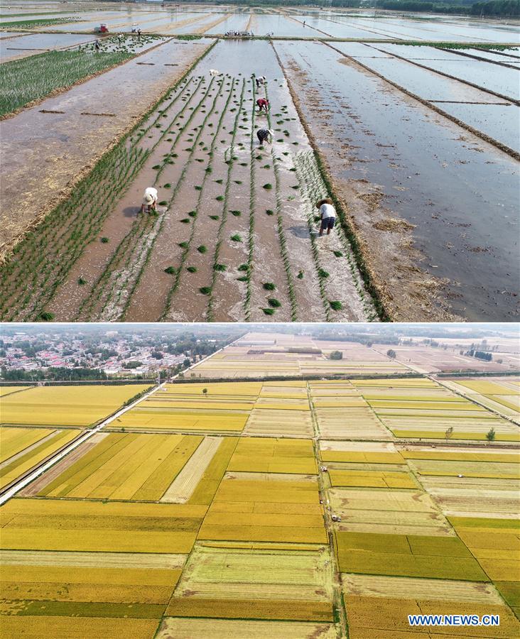 CHINA-SHANDONG-RICE-HARVEST (CN)