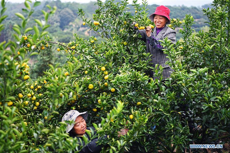 CHINA-JIANGXI-NANFENG-ORANGE-HARVEST (CN)