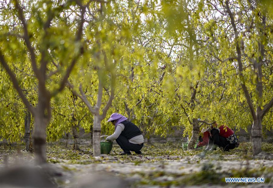 CHINA-XINJIANG-RUOQIANG-RED DATE-HARVEST (CN)