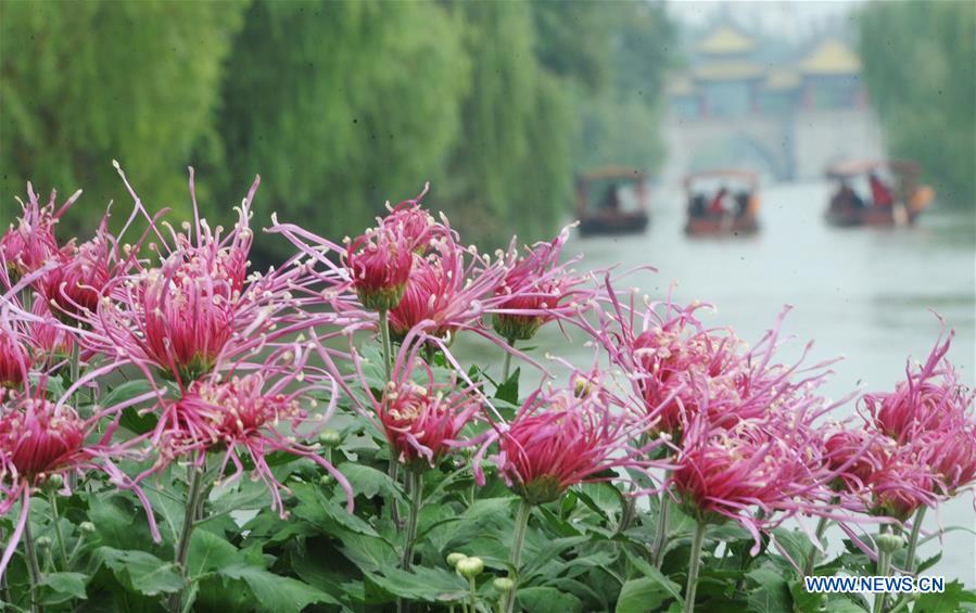 #CHINA-JIANGSU-FAIR-CHRYSANTHEMUM (CN)