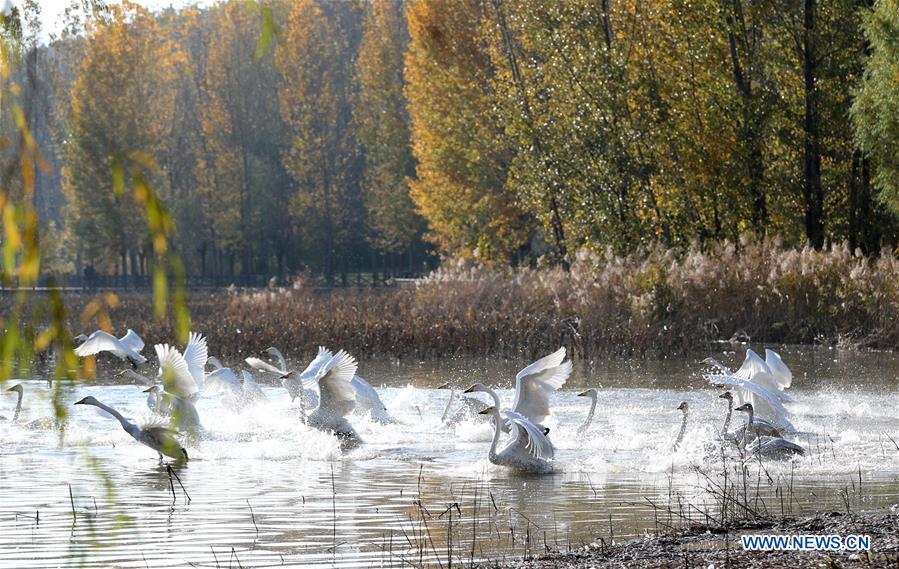 #CHINA-SHANXI-YUNCHENG-PINGLU-SWANS (CN)