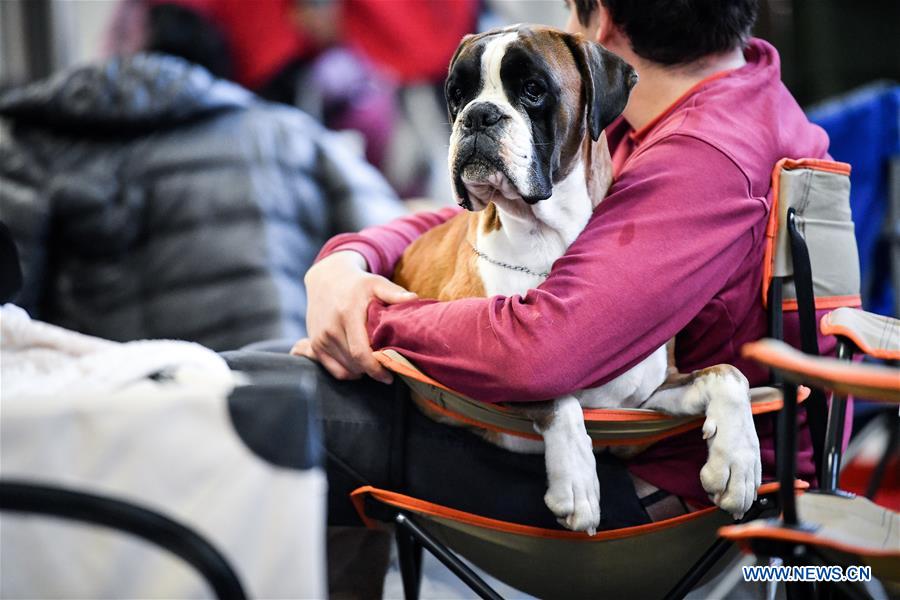 CROATIA-ZAGREB-INTERNATIONAL DOG SHOW