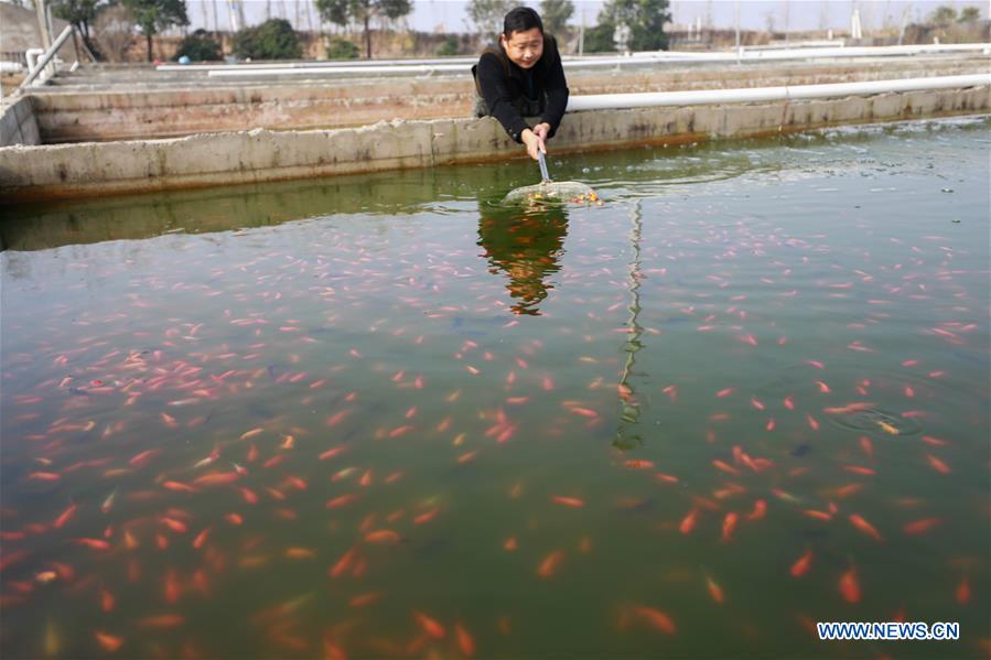 #CHINA-JIANGSU-XUYI-FISH-CULTIVATION (CN)