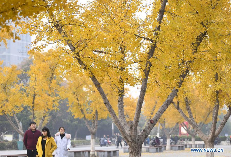 #CHINA-EARLY WINTER-SCENERY (CN)