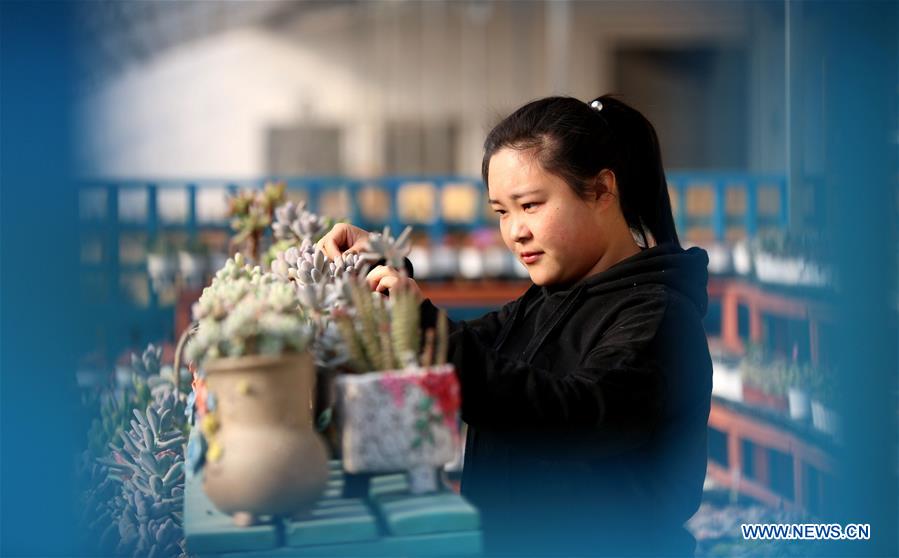 CHINA-HEBEI-SHIJIAZHUANG-SUCCULENT PLANTS-FARMING (CN)