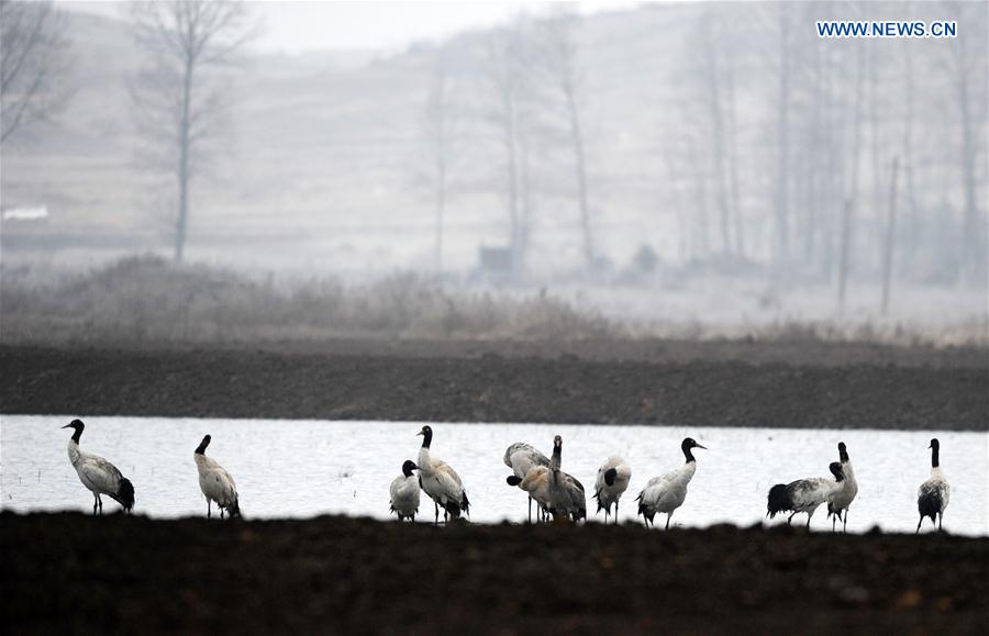 CHINA-GUIZHOU-WEINING-MIGRATORY BIRDS (CN)