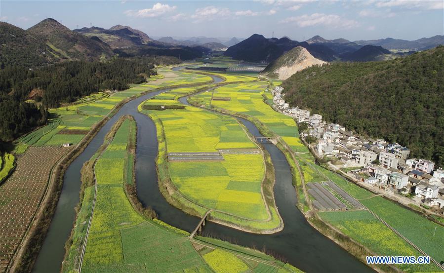 #CHINA-YUNNAN-LUOPING-COLE FLOWER(CN)