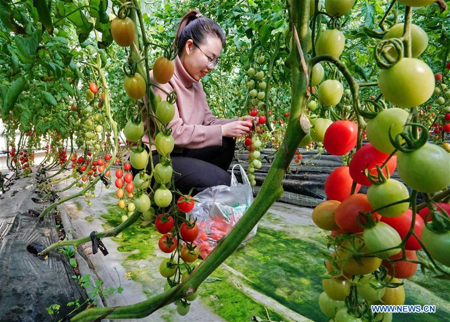 CHINA-HEBEI-SHIJIAZHUANG-AGRICULTURE (CN)