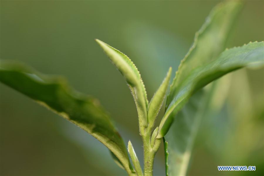 #CHINA-GUANGXI-SANJIANG-SPRING TEA (CN)