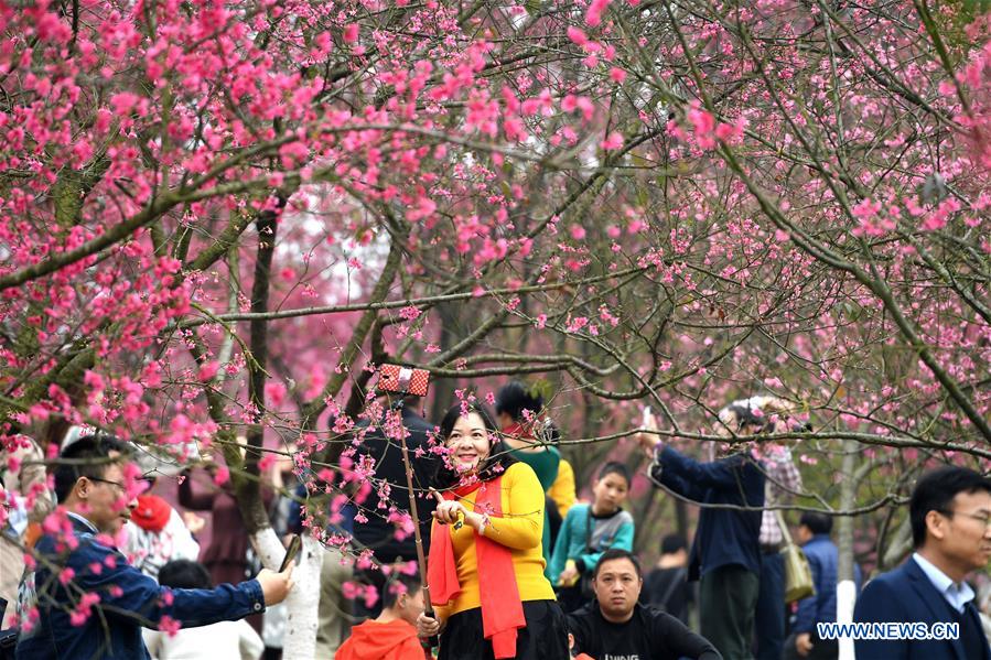 CHINA-GUANGXI-SPRING FESTIVAL-CHERRY FLOWER (CN)