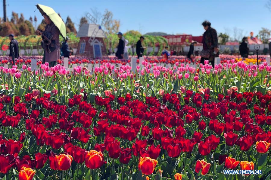 CHINA-KUNMING-TULIP FLOWERS (CN)