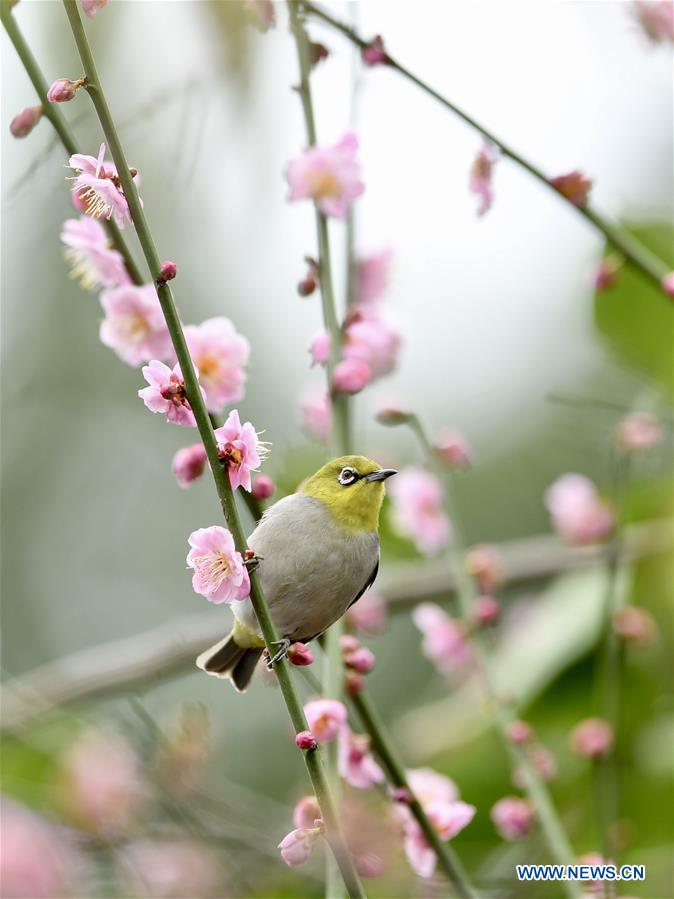 CHINA-FUJIAN-BIRD (CN)