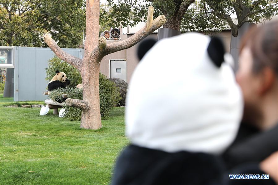 JAPAN-WAKAYAMA-PANDA-VALENTINE'S DAY