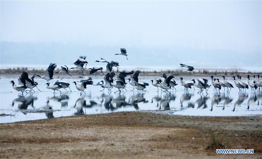 #CHINA-GUIZHOU-WEINING-BLACK-NECKED CRANES (CN)