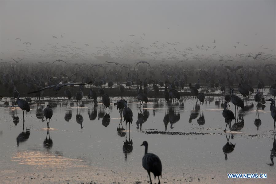 ISRAEL-HULA VALLEY-GRAY CRANES