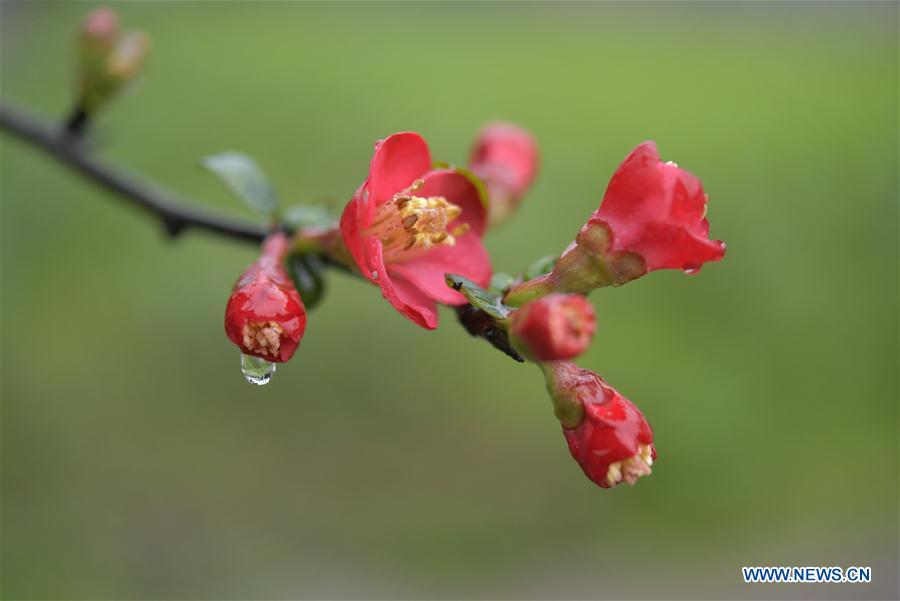 #CHINA-HUBEI-ENSHI-SPRING-FLOWERS (CN)