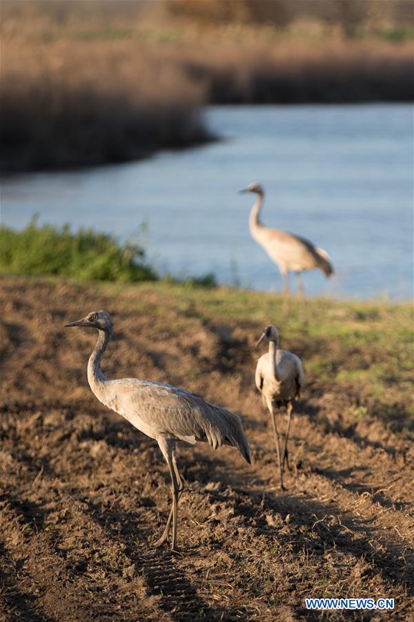 ISRAEL-HULA VALLEY-BIRD-MIGRATION