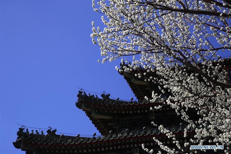 #CHINA-BEIJING-PEACH BLOSSOMS (CN)