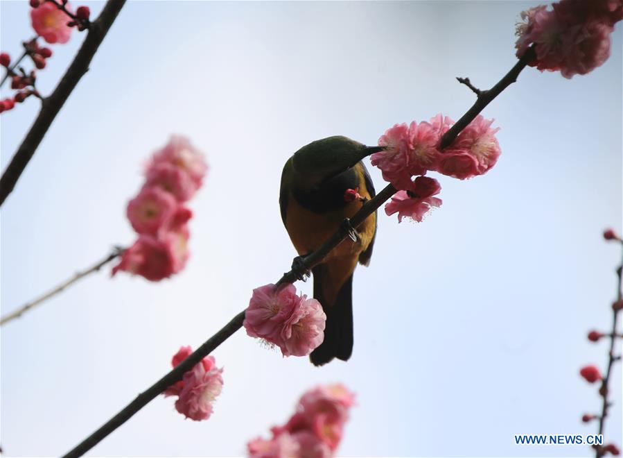 #CHINA-SPRING-FLOWERS (CN)