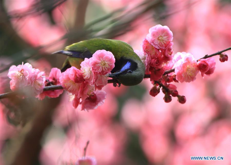 #CHINA-SPRING-FLOWERS (CN)