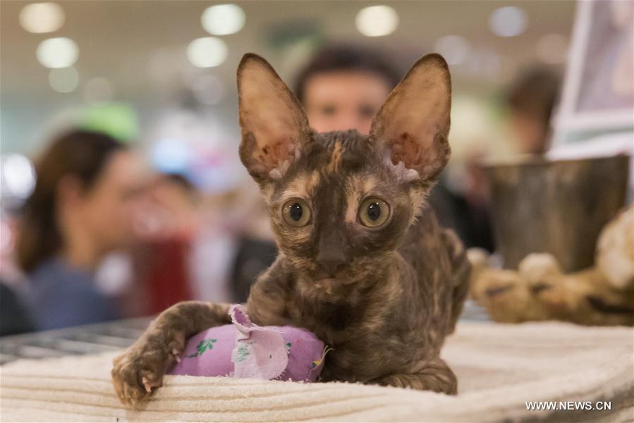 HUNGARY-BUDAPEST-INTERNATIONAL CAT SHOW 