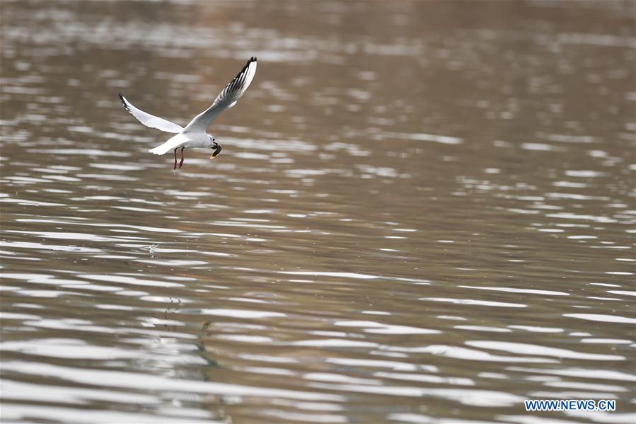 CHINA-SHANXI-TAIYUAN-FENHE WETLAND PARK-WATERFOWL (CN)