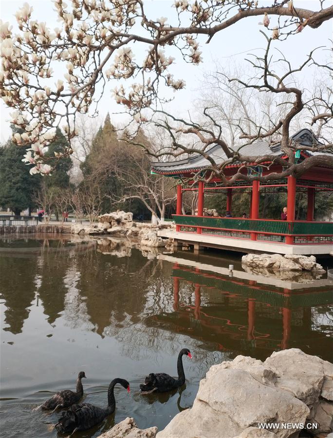 (BeijingCandid) CHINA-BEIJING-SPRING (CN)